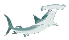 Hammerhead Shark